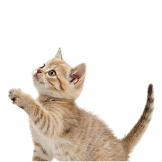 Orangenes Kitten