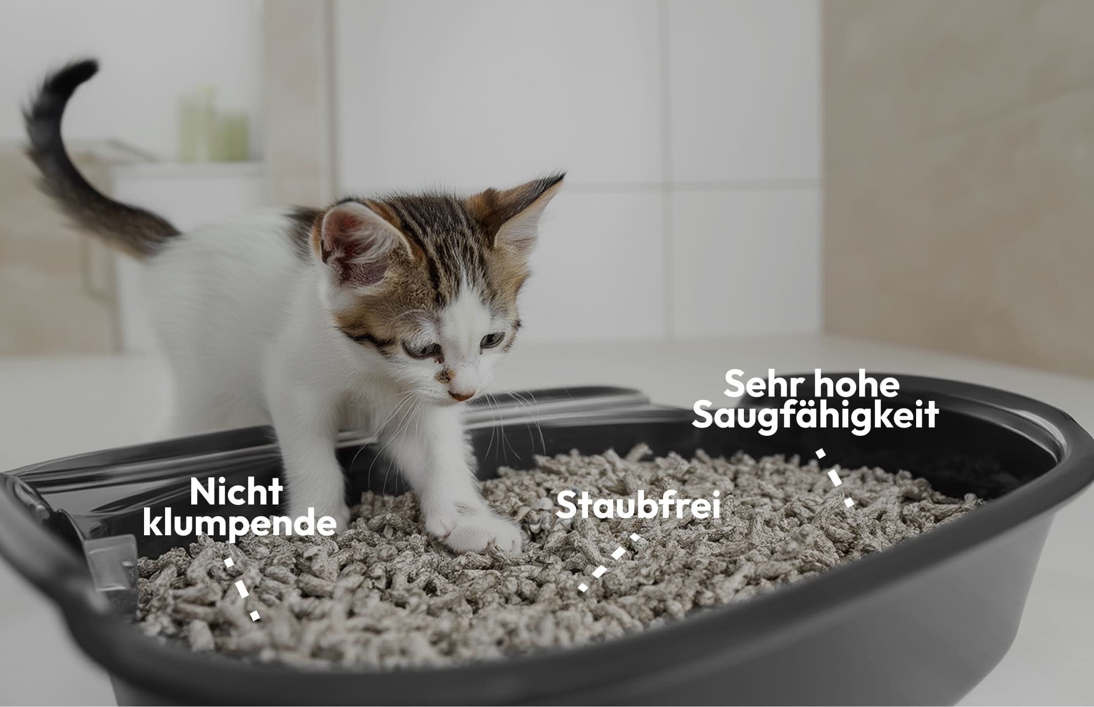 Katze